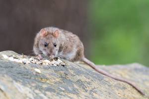 6 Easy Solutions To Keep Pests Out Of Your Gutters