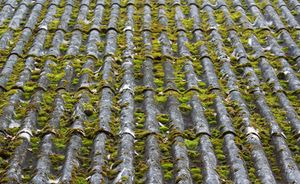 Roof Stains: What’s Really Growing Up There? And What to Do About It